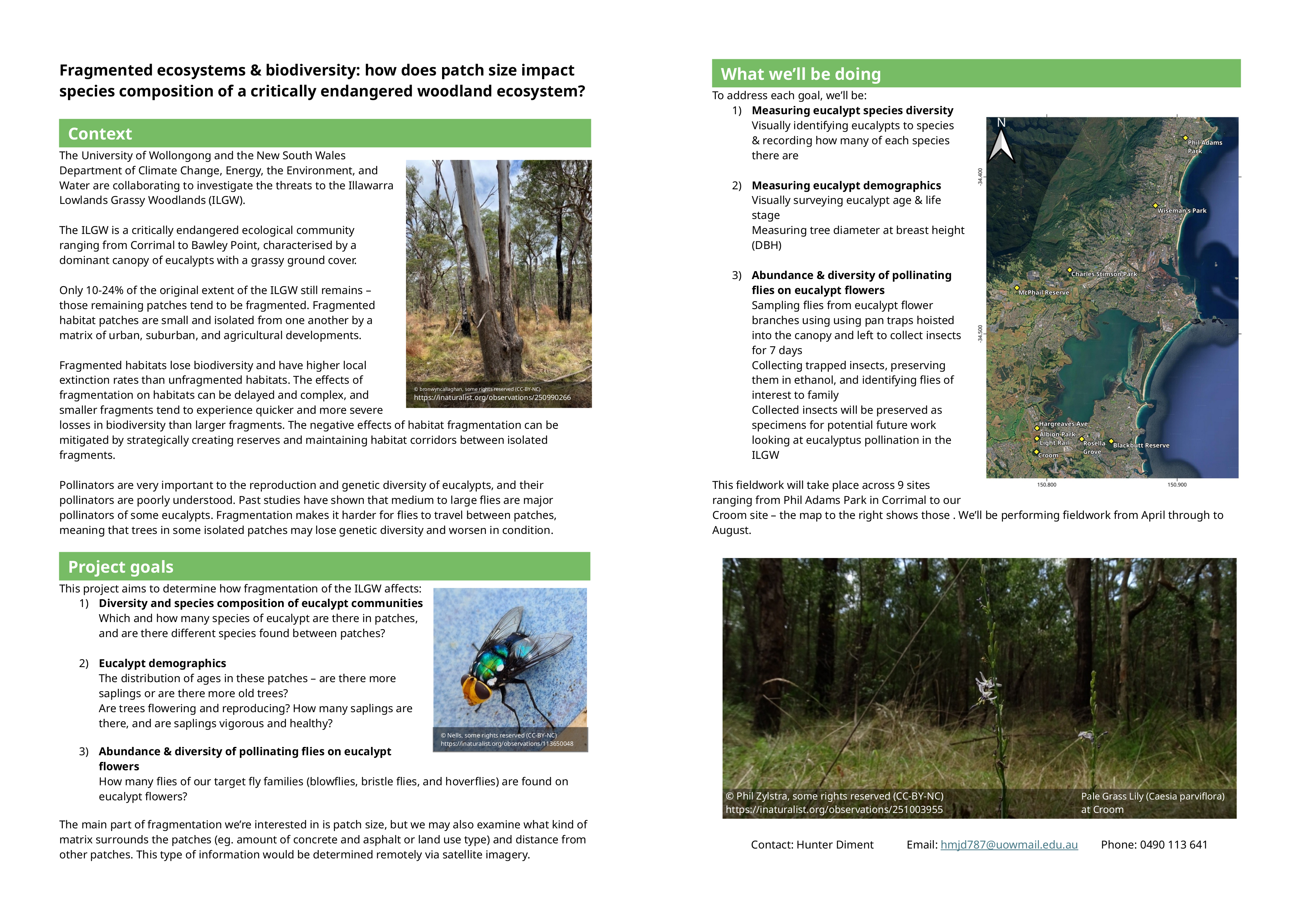 Outline for a project looking at the Illawarra Lowlands Grassy Woodlands
